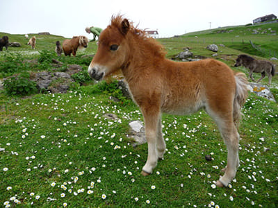170117_patrick04_pony