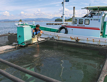 あの完全養殖現場に潜入！
魚の品種改良を学ぼう