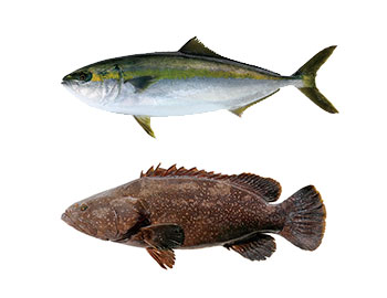 あの完全養殖現場に潜入!
魚の品種改良を学ぼう